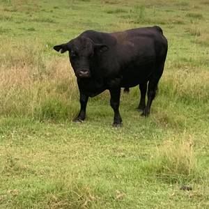 Meet your Posher, Mikey